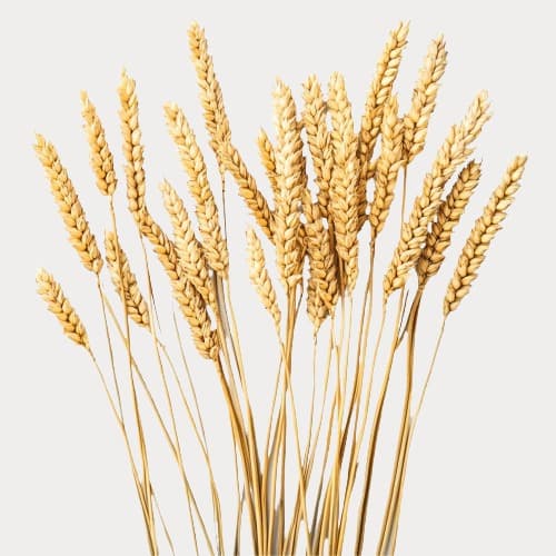 1KG wheat